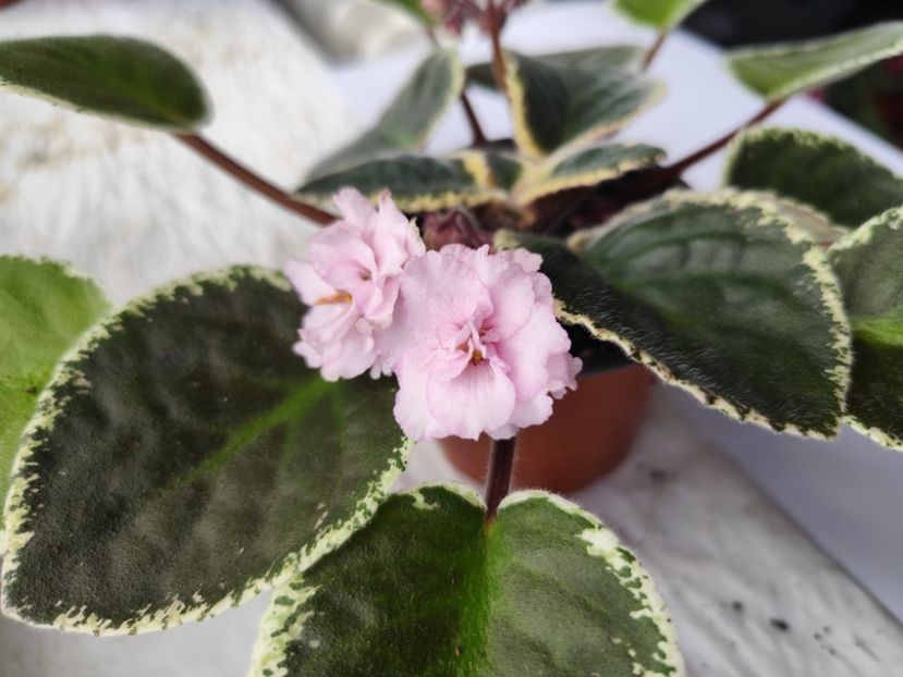 18 mai 2024 - Ma s Corsage