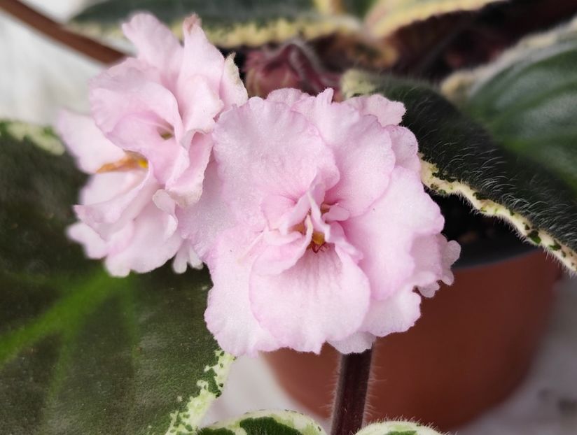 18 mai 2024 - Ma s Corsage