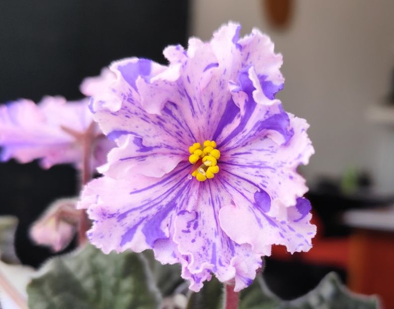 18 mai 2024 - RS Zabijaka