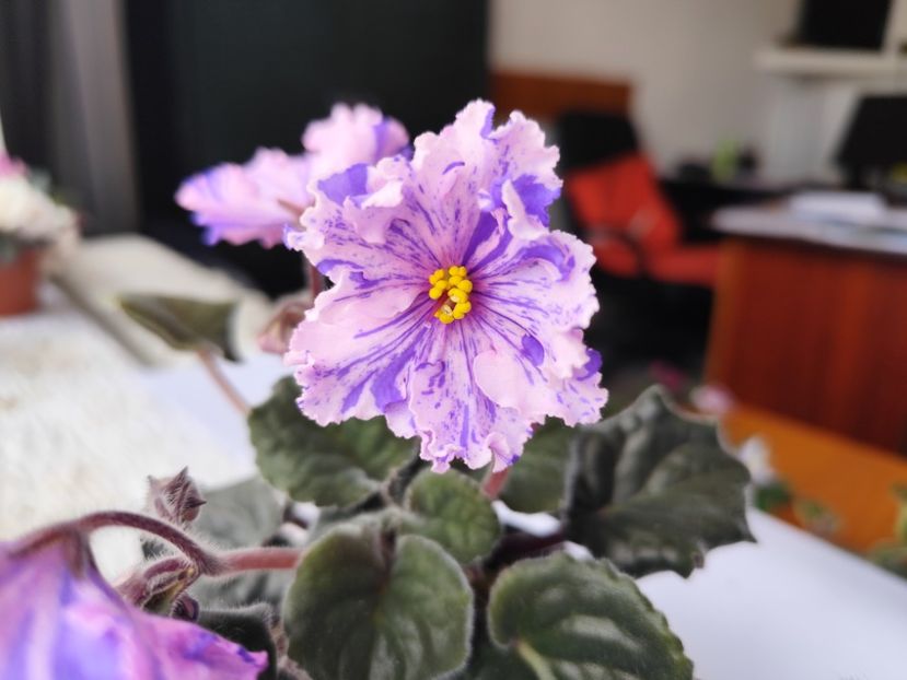 18 mai 2024 - RS Zabijaka