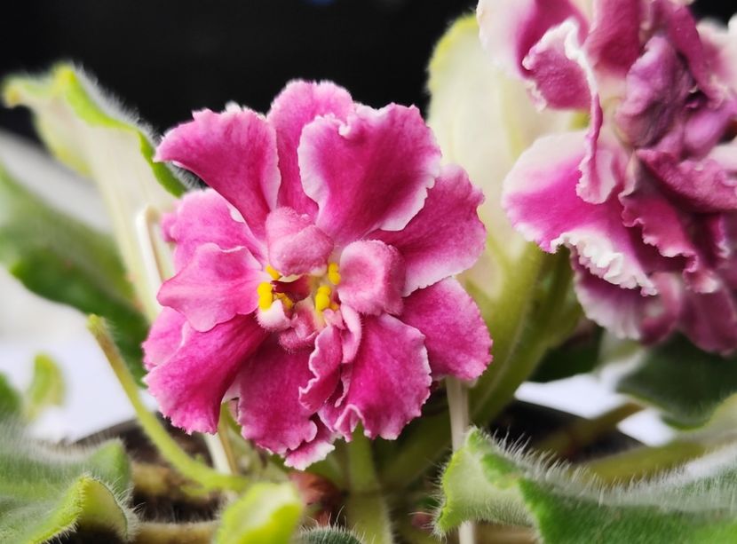 18 mai 2024 - RS Bog Solntsa