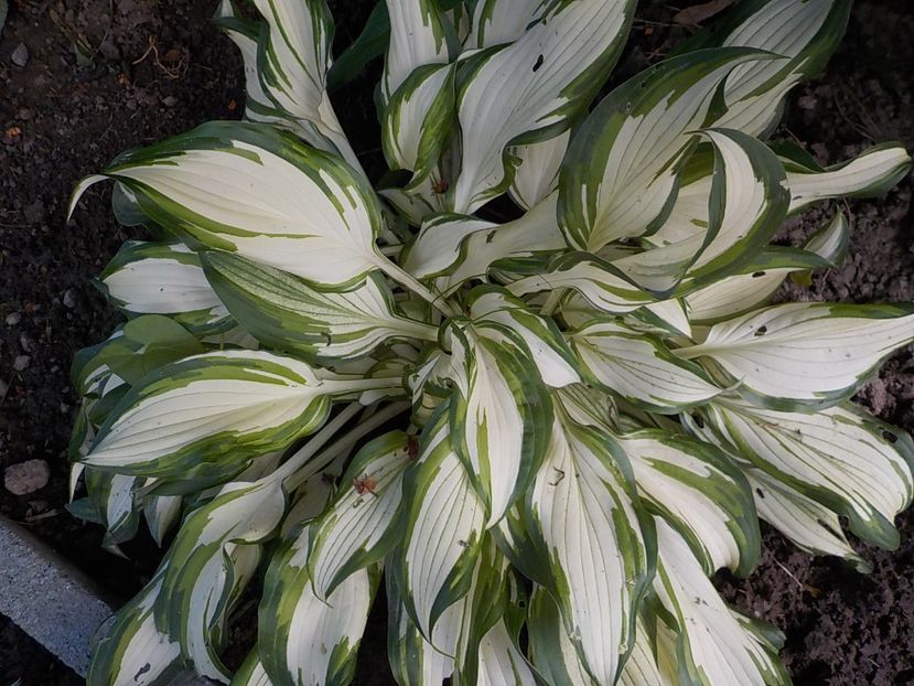  - hosta