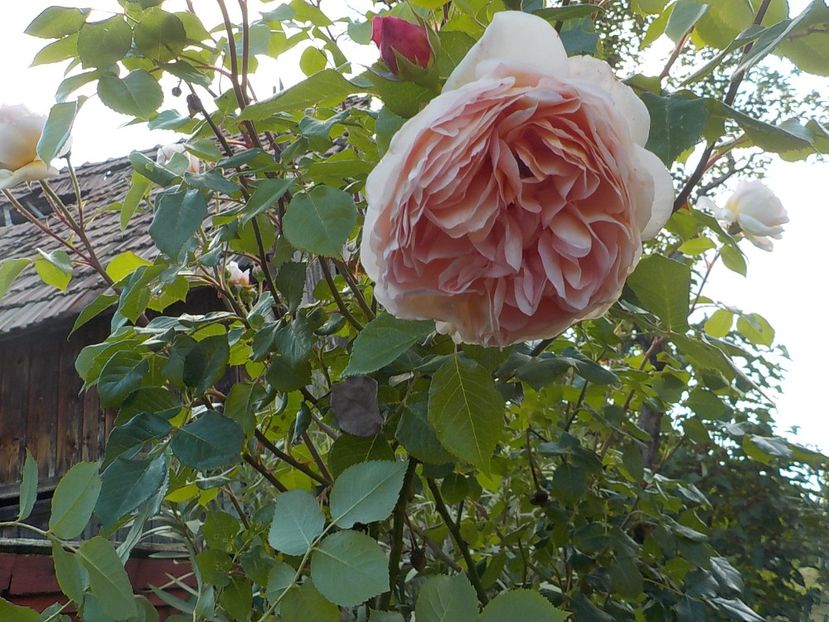  - abraham darby