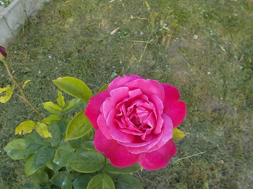  - Trandafiri in gradina mea