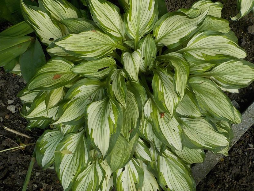  - hosta