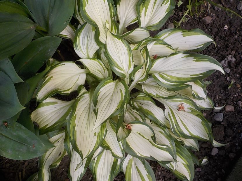  - hosta
