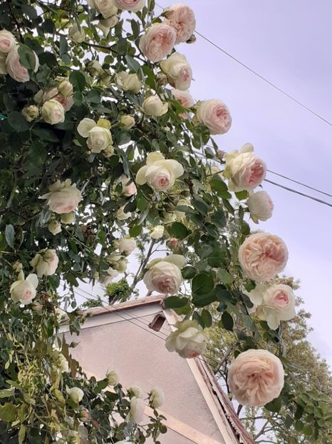  - Palais Royale 2022 - 2023-2024