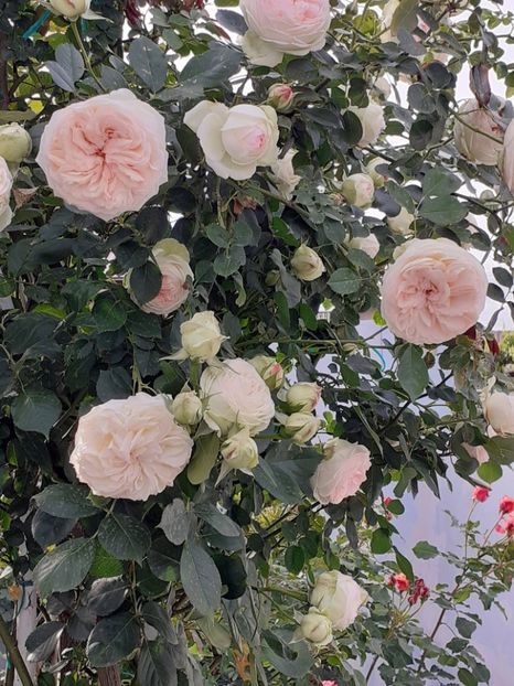  - Palais Royale 2022 - 2023-2024