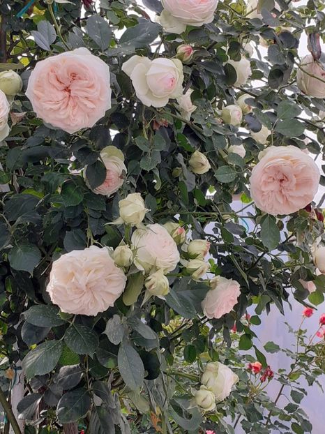  - Palais Royale 2022 - 2023-2024