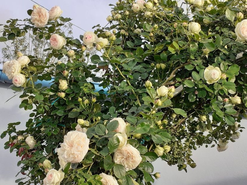  - Palais Royale 2022 - 2023-2024