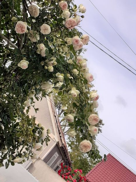  - Palais Royale 2022 - 2023-2024