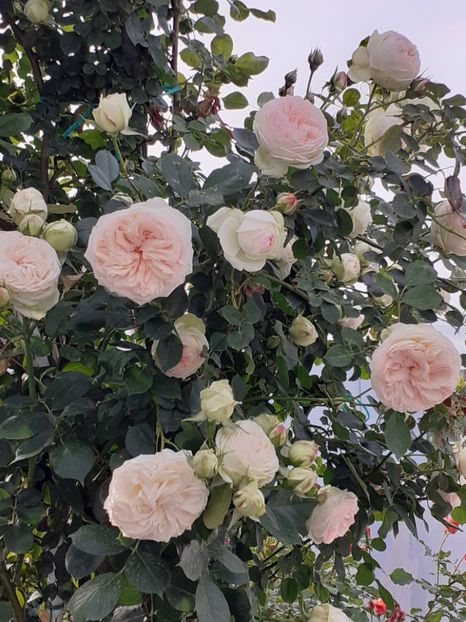  - Palais Royale 2022 - 2023-2024