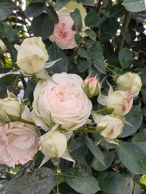  - Palais Royale 2022 - 2023-2024