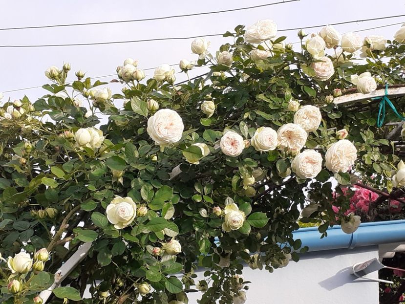  - Palais Royale 2022 - 2023-2024