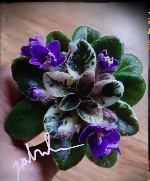 Definitely Darryl(mini ) - AA violete africane de colectie