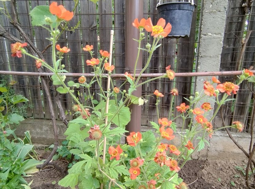 Geum - Flori de gradină-2024