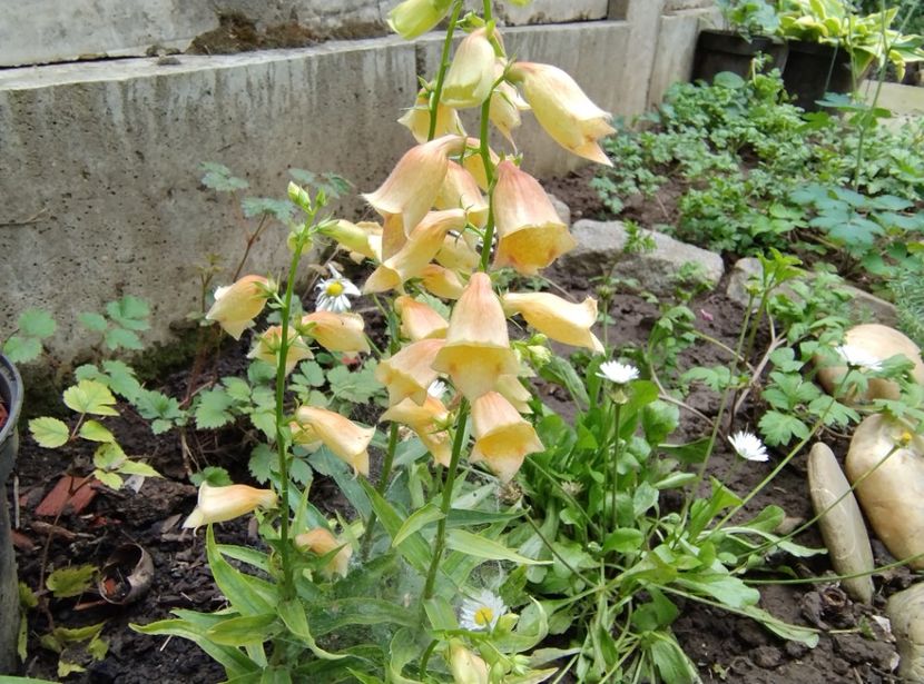 Penstemon - Flori de gradină-2024