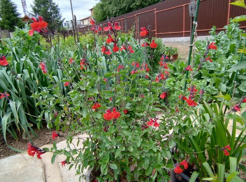 Salvia Royal Bumble - Flori de gradină-2024