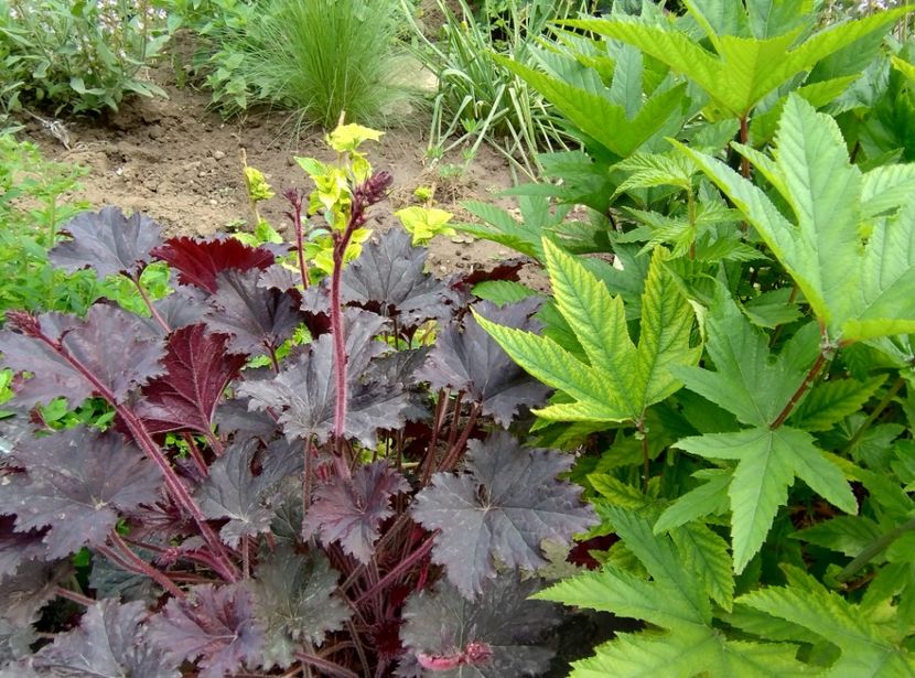  - Flori de gradină-2024