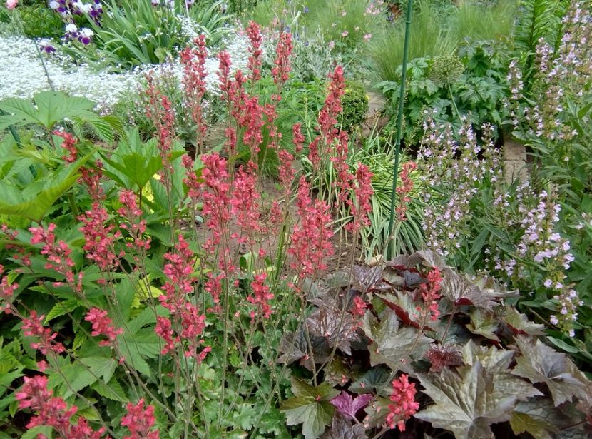  - Flori de gradină-2024