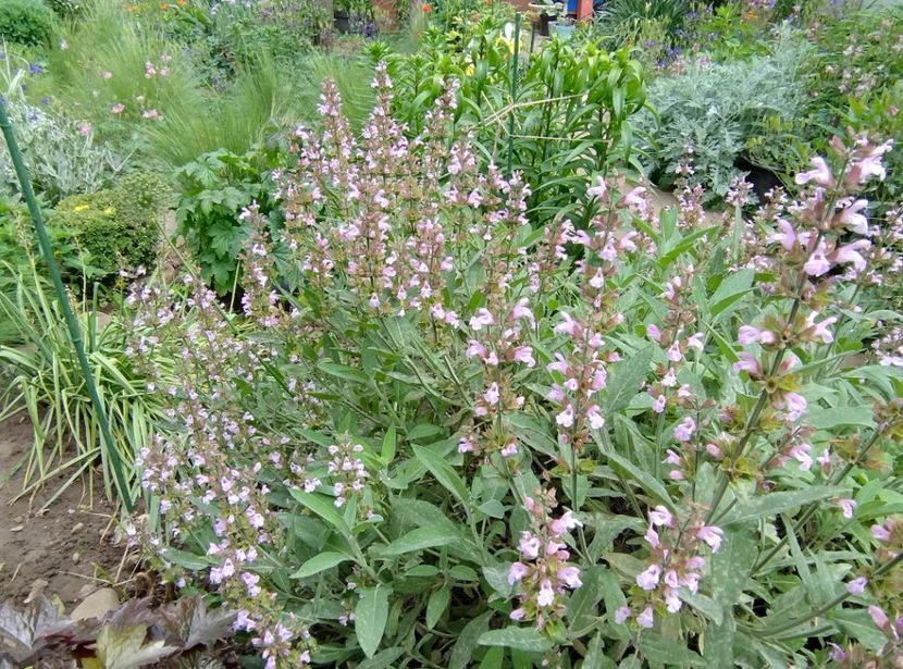  - Flori de gradină-2024