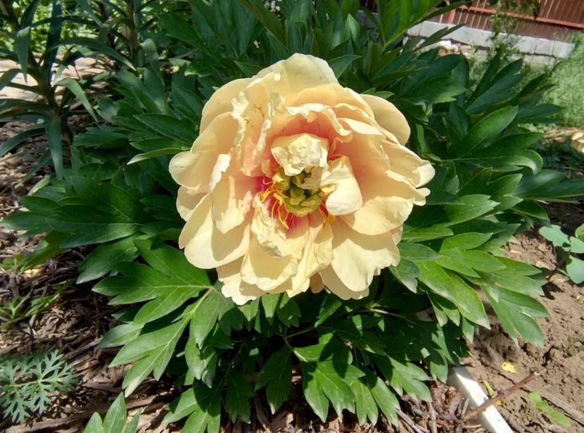 Canary Brilliant - 9-Bujori