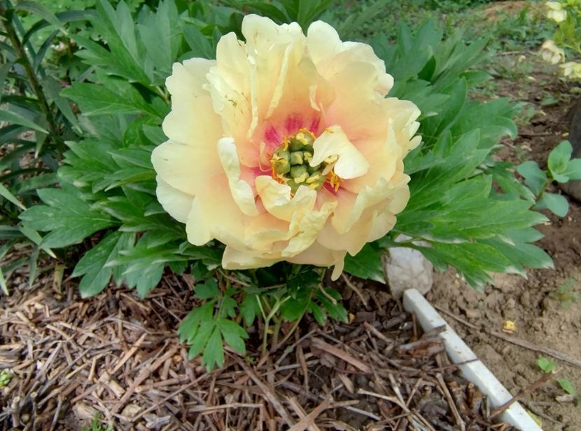 Canary Brilliant - 9-Bujori