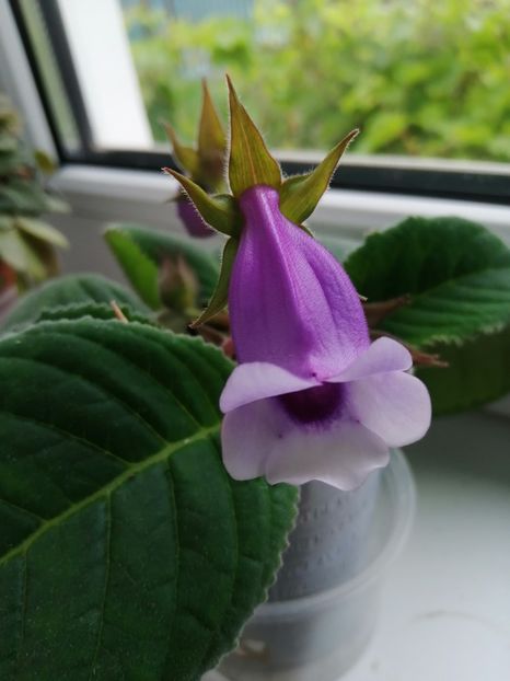  - Siningia Carangola