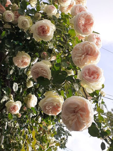  - Palais Royale 2022 - 2023-2024