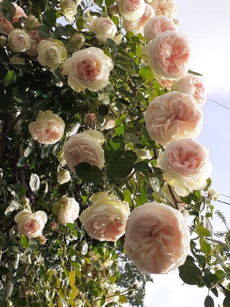  - Palais Royale 2022 - 2023-2024