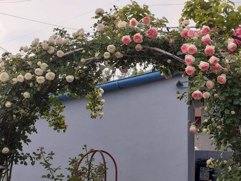  - Palais Royale 2022 - 2023-2024