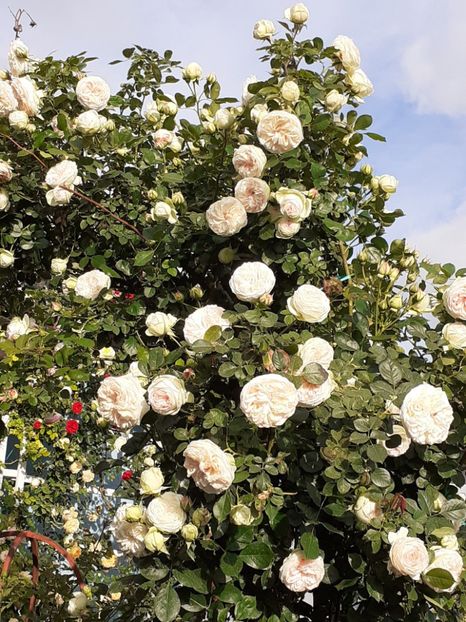  - Palais Royale 2022 - 2023-2024