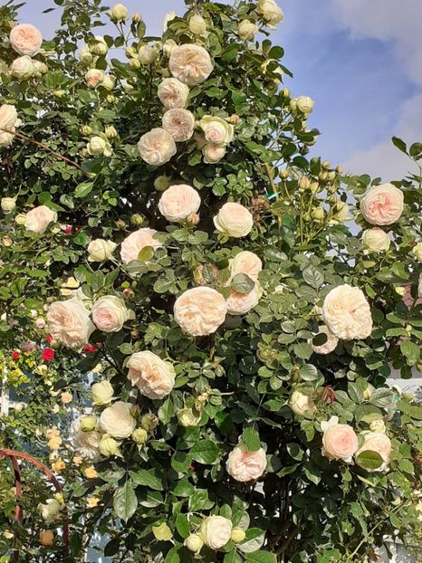  - Palais Royale 2022 - 2023-2024