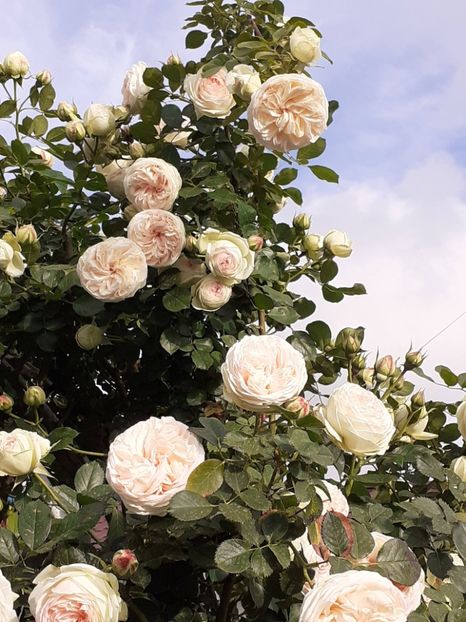  - Palais Royale 2022 - 2023-2024