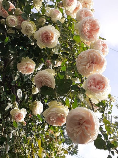  - Palais Royale 2022 - 2023-2024