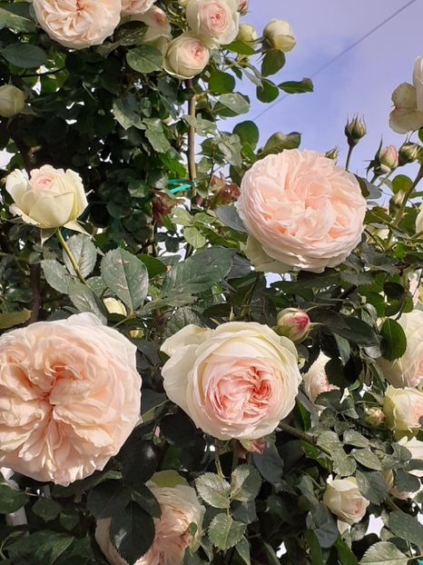  - Palais Royale 2022 - 2023-2024