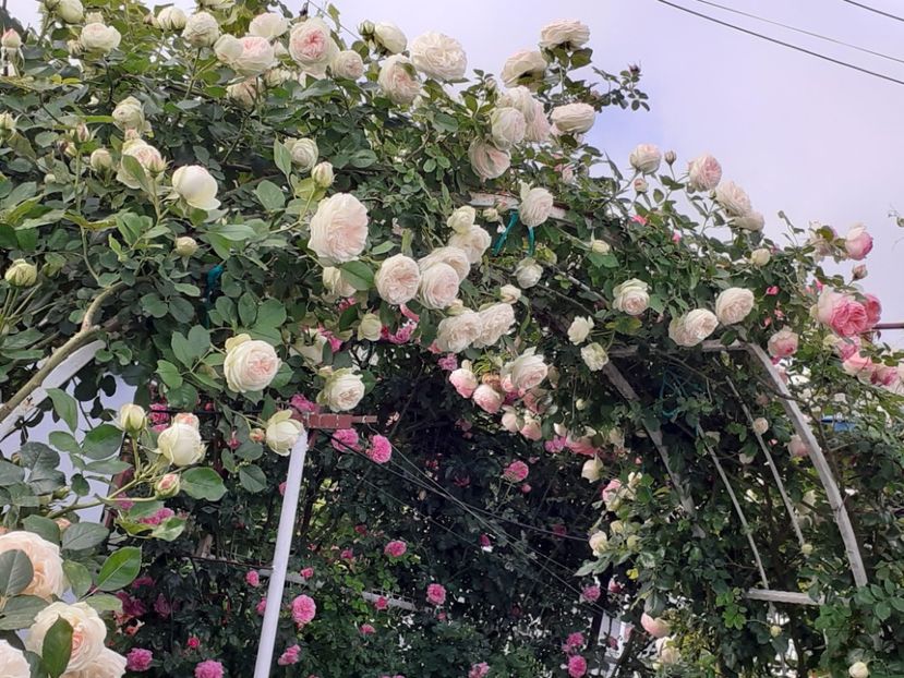  - Palais Royale 2022 - 2023-2024