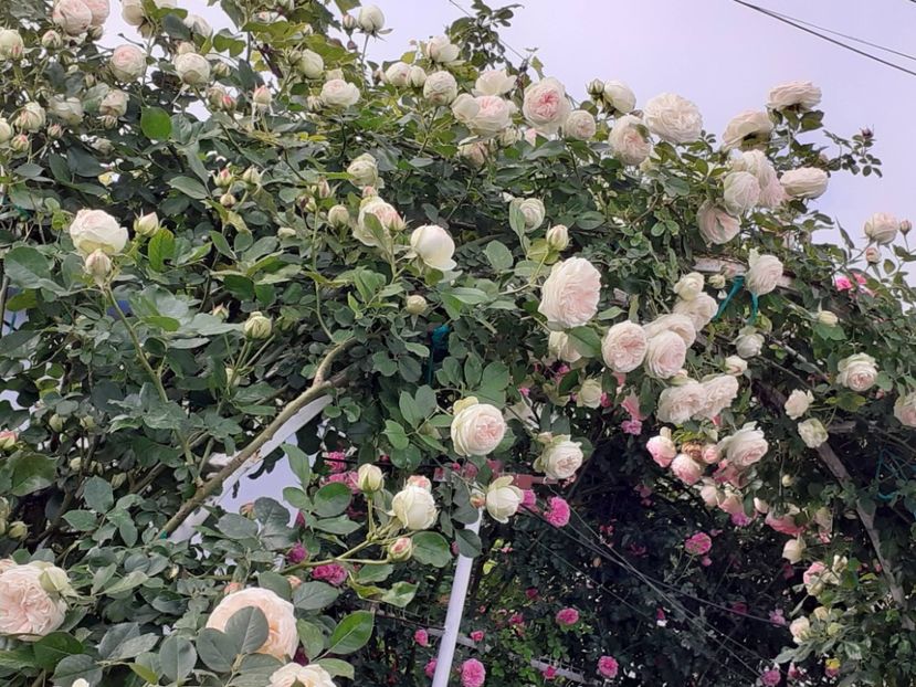  - Palais Royale 2022 - 2023-2024