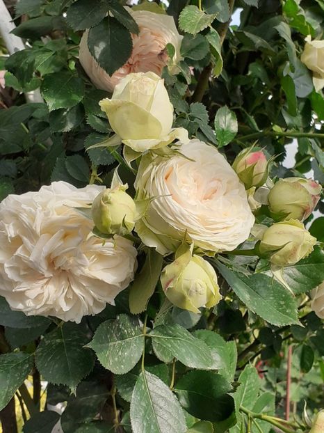  - Palais Royale 2022 - 2023-2024