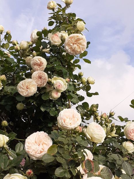  - Palais Royale 2022 - 2023-2024