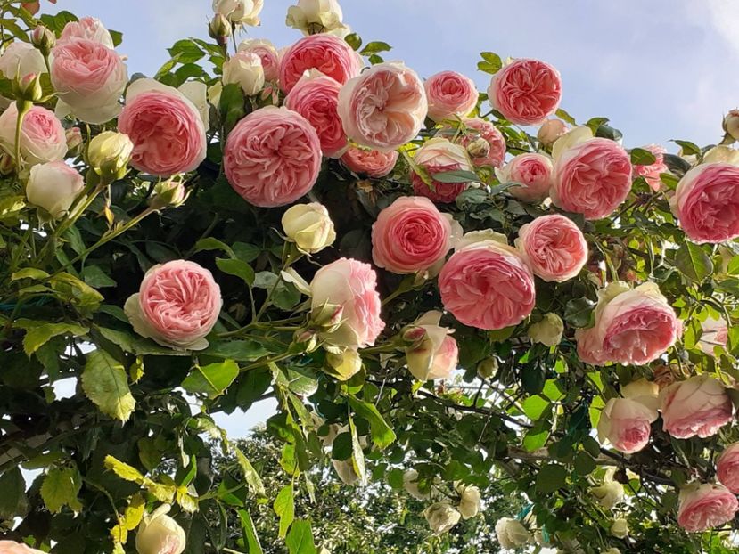  - Eden Rose 2024_ 2025