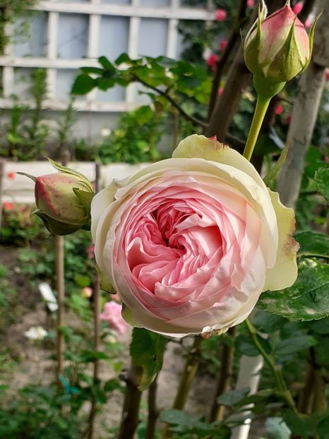  - Eden Rose 2024_ 2025