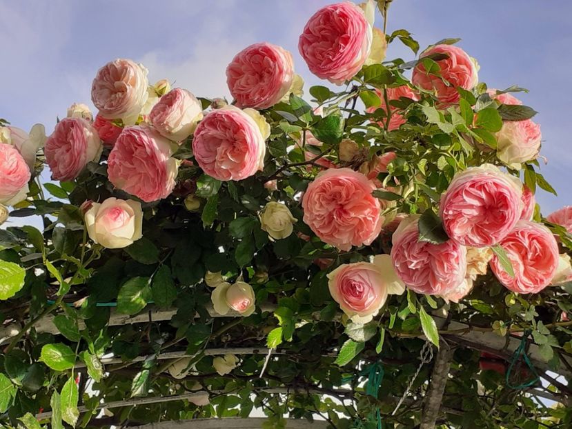  - Eden Rose 2024_ 2025