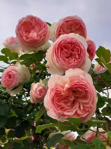  - Eden Rose 2024_ 2025