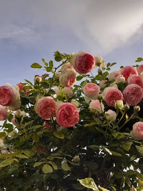  - Eden Rose 2024_ 2025