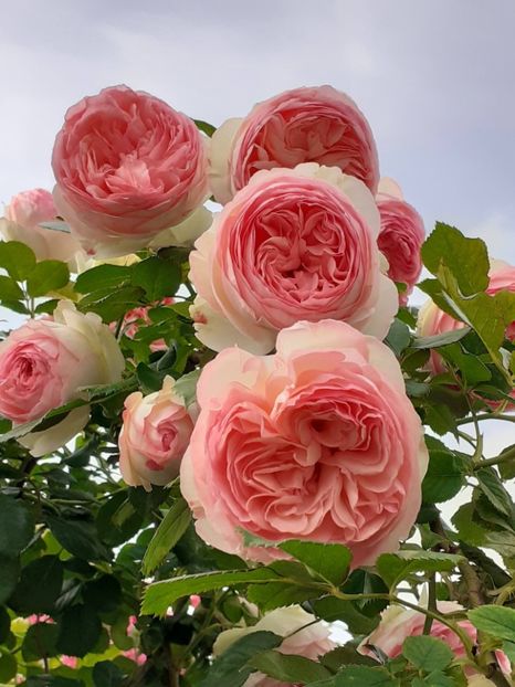  - Eden Rose 2024_ 2025