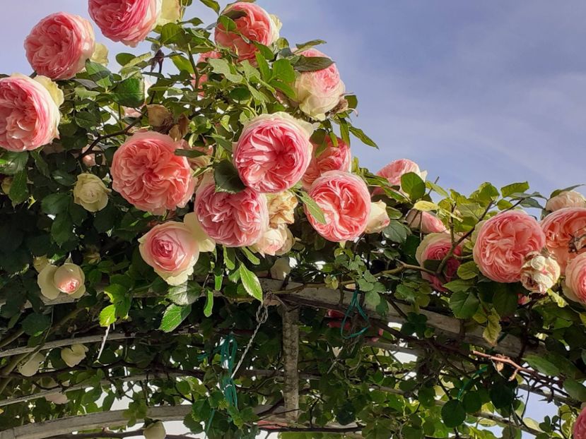  - Eden Rose 2024_ 2025