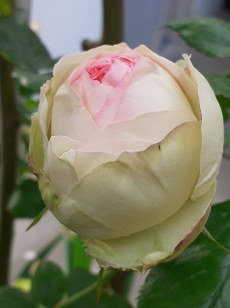  - Eden Rose 2024_ 2025