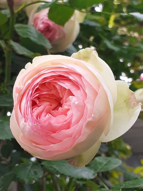  - Eden Rose 2024_ 2025