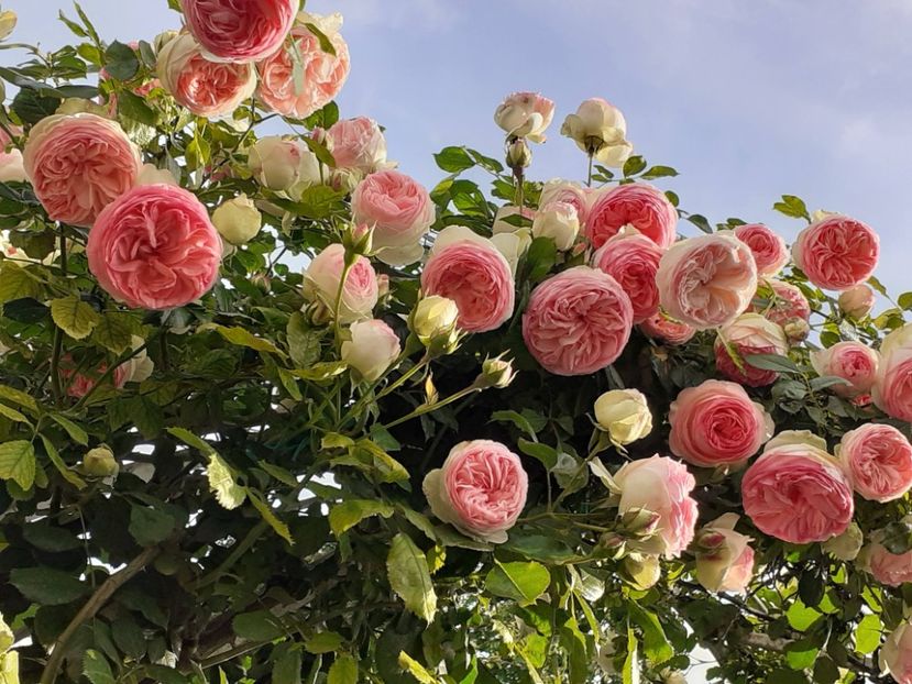  - Eden Rose 2024_ 2025